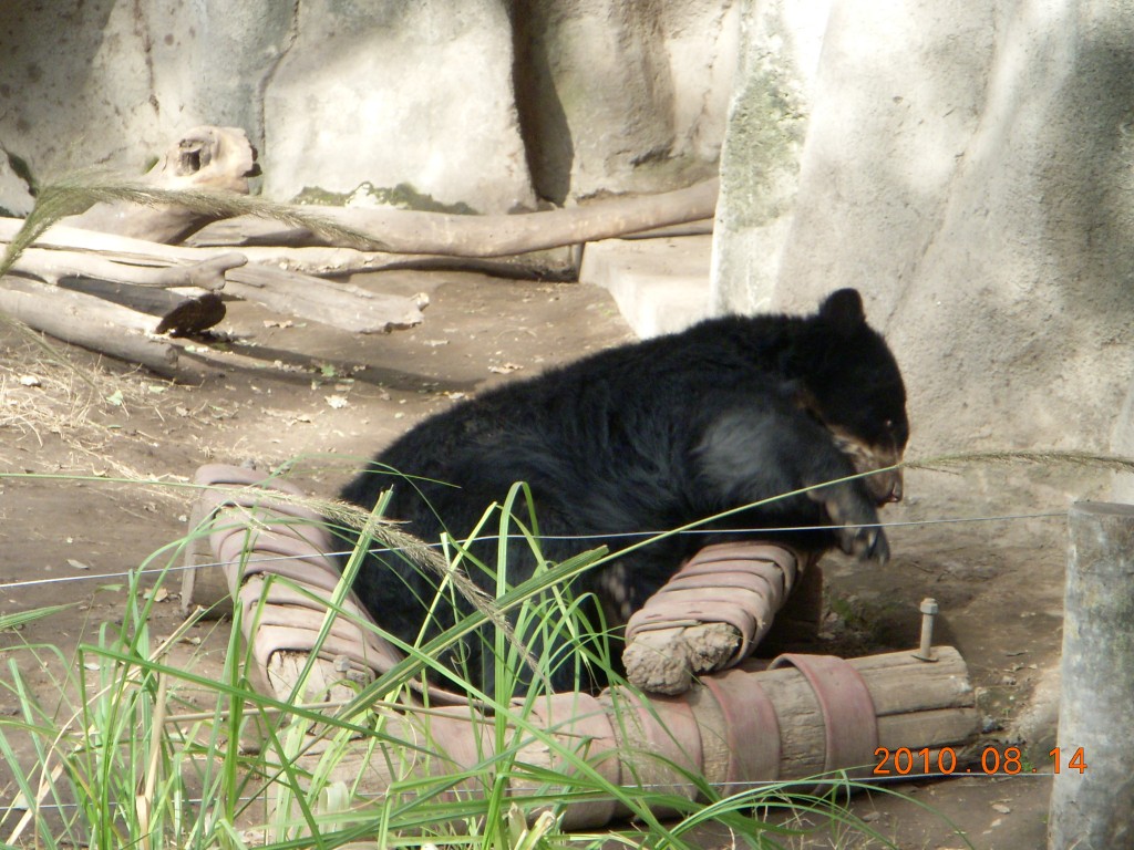 Buenos Aires - Day 7 - Gardens and Zoo 164